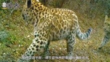 野生华北豹亮相山西，它是中国特有物种，很凶猛却逃不过人类捕杀