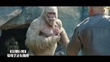狂暴巨兽：大猩猩不小心打伤人，一个人躲山里哭，心疼它