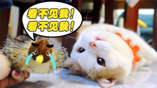 【搞笑魔王】橘猫狂啃新玩具，小麻雀：我太难了！