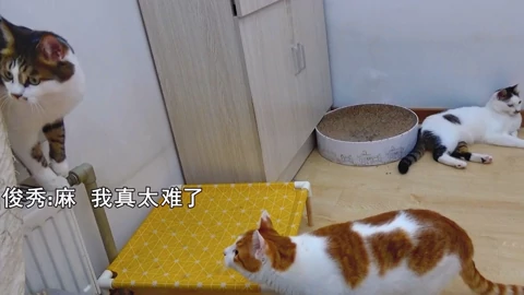 9只猫鸡飞狗跳日常 生活 高清正版视频在线观看 爱奇艺
