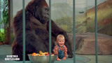 小鬼当街：宝宝太可爱了，为了躲避坏人抓，让大猩猩保护他！