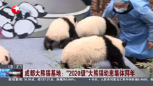 成都大熊猫基地:“2020级”大熊猫幼崽集体拜年