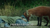 赤狐书生：小男孩救下小狐狸，结果自己掉下悬崖，好可怜