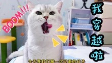 [图]猫咪穿越回到过去，哭着求主人不要收养自己，太暖心了