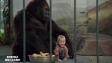 小鬼当街：宝宝真聪明，为了不被坏人抓，爬到大猩猩身边！