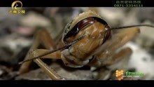 螳螂轻易捕捉到蚱蜢，螳螂锋利的嘴巴，能轻易撕碎猎物
