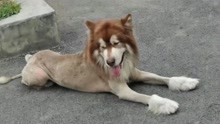 110吗？这里有只狮子！贵州市民将剃过毛的狗误认成狮子报警