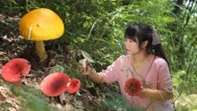 闯进高山密林里找齐7种野生菌，烹饪蘑菇宴