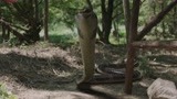 蛇王岛：眼镜蛇闯进人类营地，却被男子三秒制服