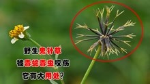 [图]农村野生“鬼针草”全身是宝，被毒蛇毒虫咬伤，它可有大用处？