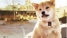 線上看 忠犬八公的故事 (2009) 帶字幕 中文配音，國語版