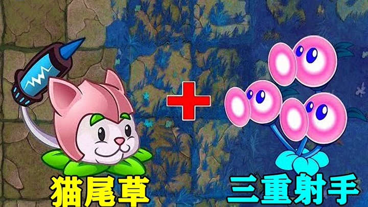 庄先森解说猫尾草图片