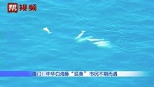 厦门海域惊现三四只中华白海豚，同框追逐嬉戏让市民大饱眼福