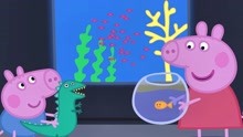 小猪佩奇6：佩奇带着小金鱼来到了水族馆，给它寻找朋友