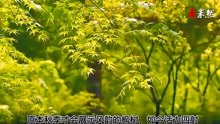 果然视频｜济南春天的枫叶竟然如此美丽，枫林独享纯粹的绿