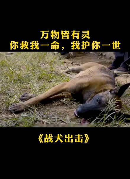 战犬出击2图片