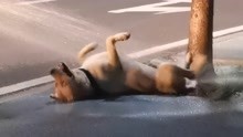 洒水车作业狗狗撒欢狂追戏水，主人：追了一条街，它很喜欢玩水