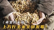 [图]农民把粮食存进粮库，取货时却发现粮仓漏水，上万斤玉米都发了霉