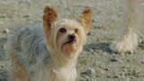 《萌犬好声音》狗狗是个话痨是种啥体验 萌犬在朋友帮助逃出生天