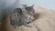 主人将猫放进粮仓抓老鼠，没想到老鼠趴在猫咪头上休息