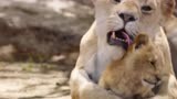 《狮子王》：狮子妈妈用舌头帮小辛巴洗澡，好有爱啊，幸福感爆棚