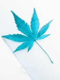 强欢挚爱：狼性总裁轻点撩
