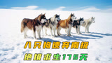 六只雪橇犬南极求生175天，成功获救！《南极大冒险》