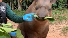 饲养员坐在巴西貘旁边给它喂食，这家伙看起来长得东拼西凑的