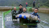 花絮：崔真真抓鱼趣味多，四人合抱两米长大鱼