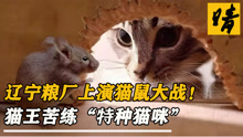 辽宁粮厂爆发严重鼠患，猫王苦练“特种猫咪”，猫和老鼠真实上演
